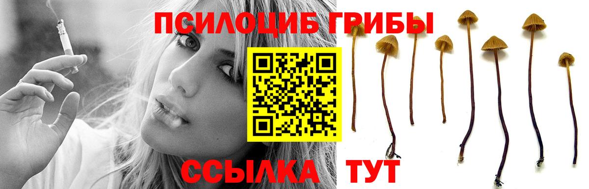 Псилоцибиновые грибы Psilocybine cubensis Новозыбков